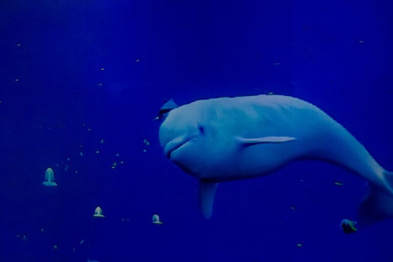 Do fundo do mar à era dos dinossauros: experiências imersivas inéditas chegam em breve ao Uberlândia Shopping