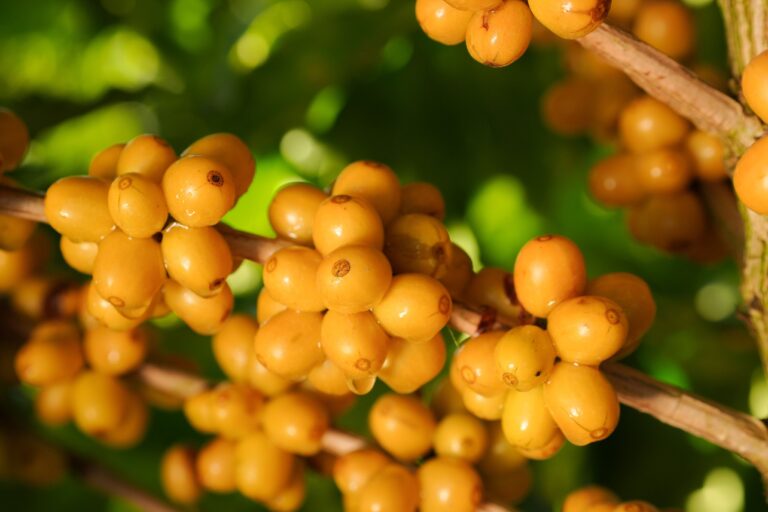 Região do Cerrado Mineiro leva cafés da nova safra e experiências sensoriais à World of Coffee Brussels 2026
