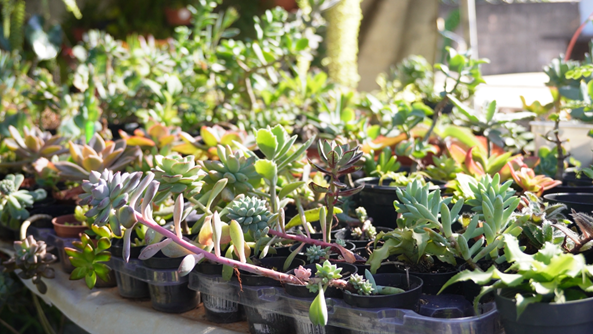 Grupo Luta Pela Vida realiza Feira de Plantas nesta terça-feira (14)