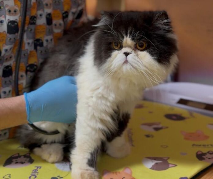 Coração Felino
